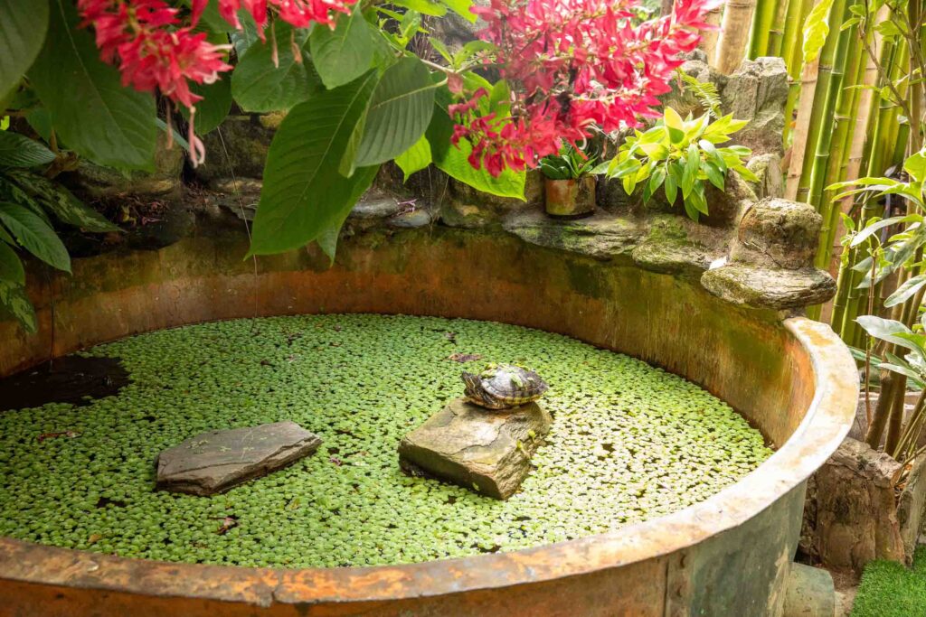 A turtle in his pond